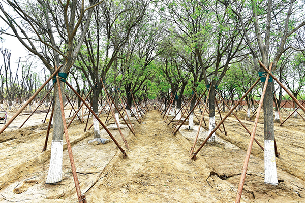 晋城东收费站改扩建树木移植工程